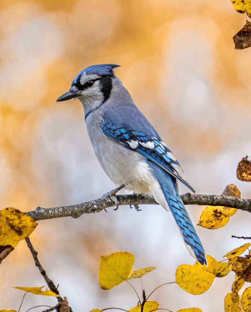 Canada Bird Photography by Jared Vander Meer