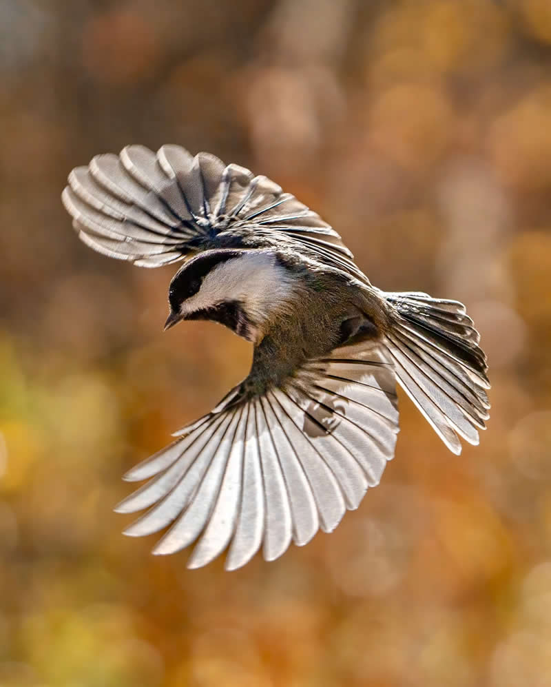 Canada Bird Photography by Jared Vander Meer