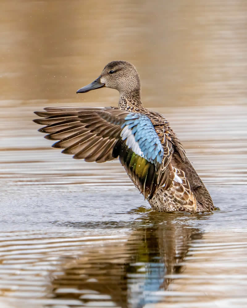 Canada Bird Photography by Jared Vander Meer