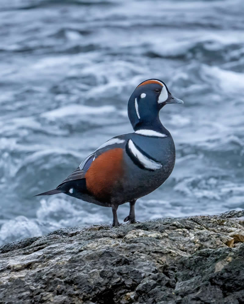 Canada Bird Photography by Jared Vander Meer