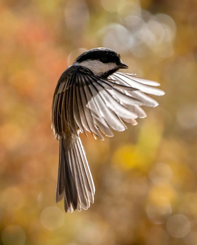 Canada Bird Photography by Jared Vander Meer