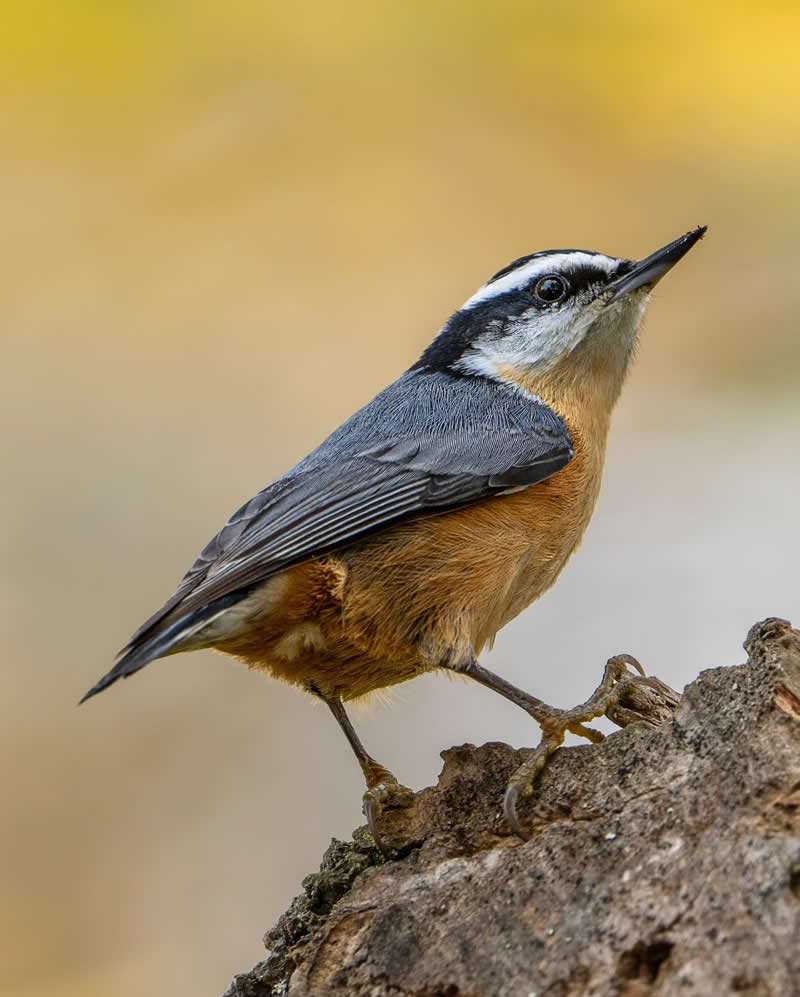 Canada Bird Photography by Jared Vander Meer