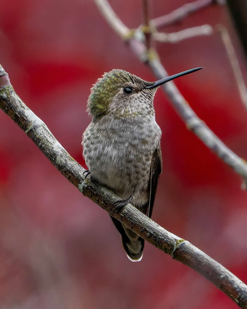 Canada Bird Photography by Jared Vander Meer