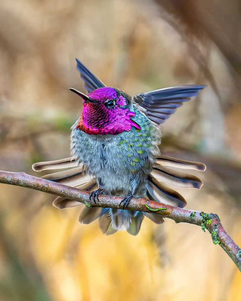 Canada Bird Photography by Jared Vander Meer