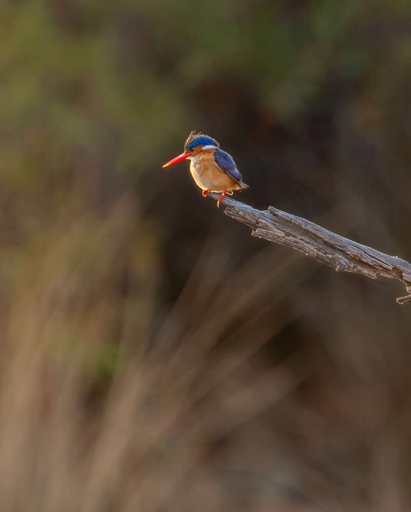 Canada Bird Photography by Jared Vander Meer