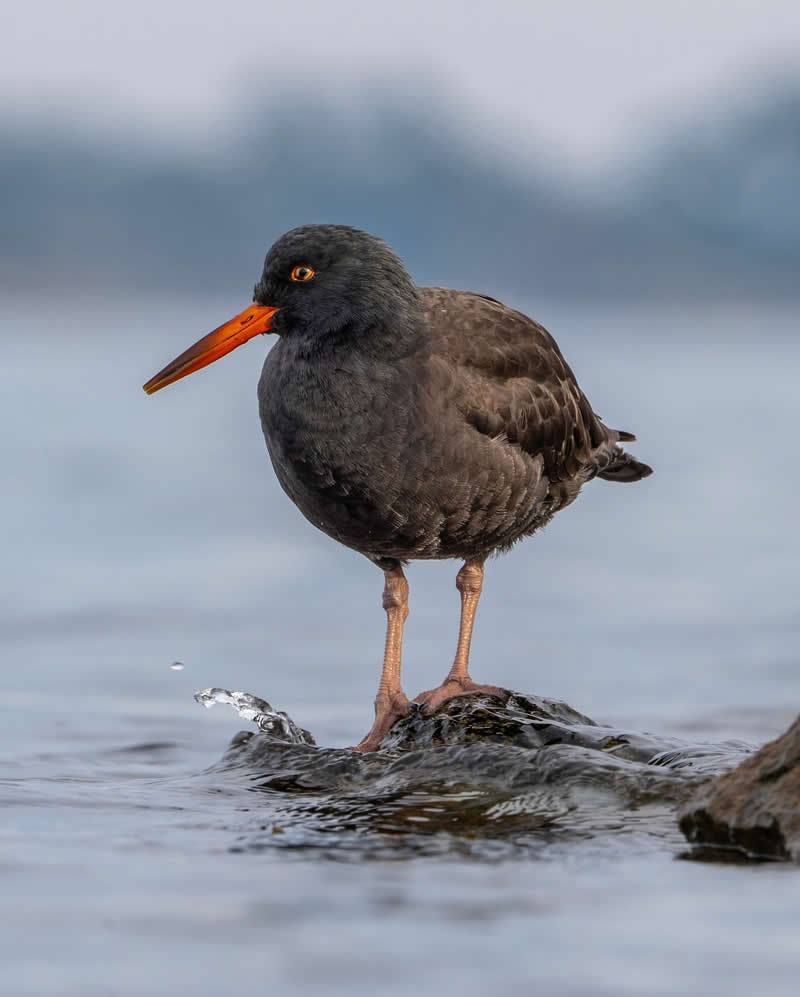 Canada Bird Photography by Jared Vander Meer