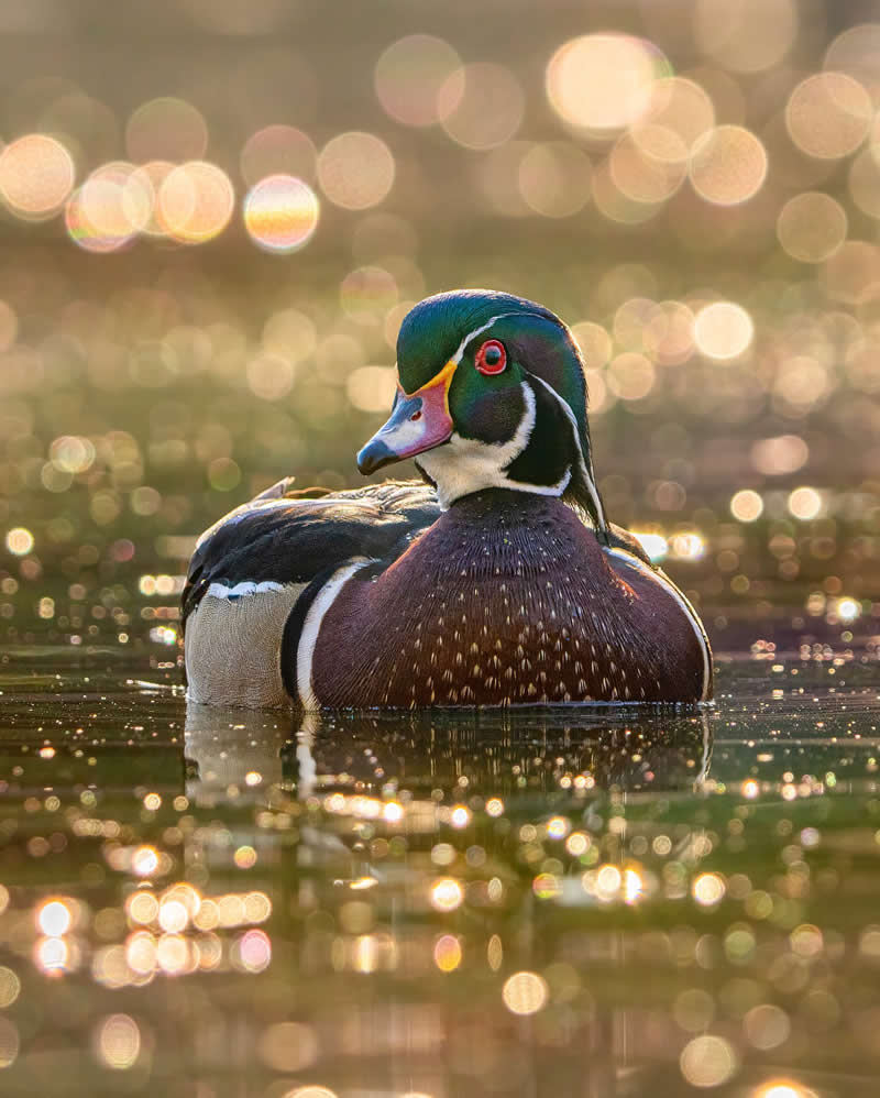 Canada Bird Photography by Jared Vander Meer