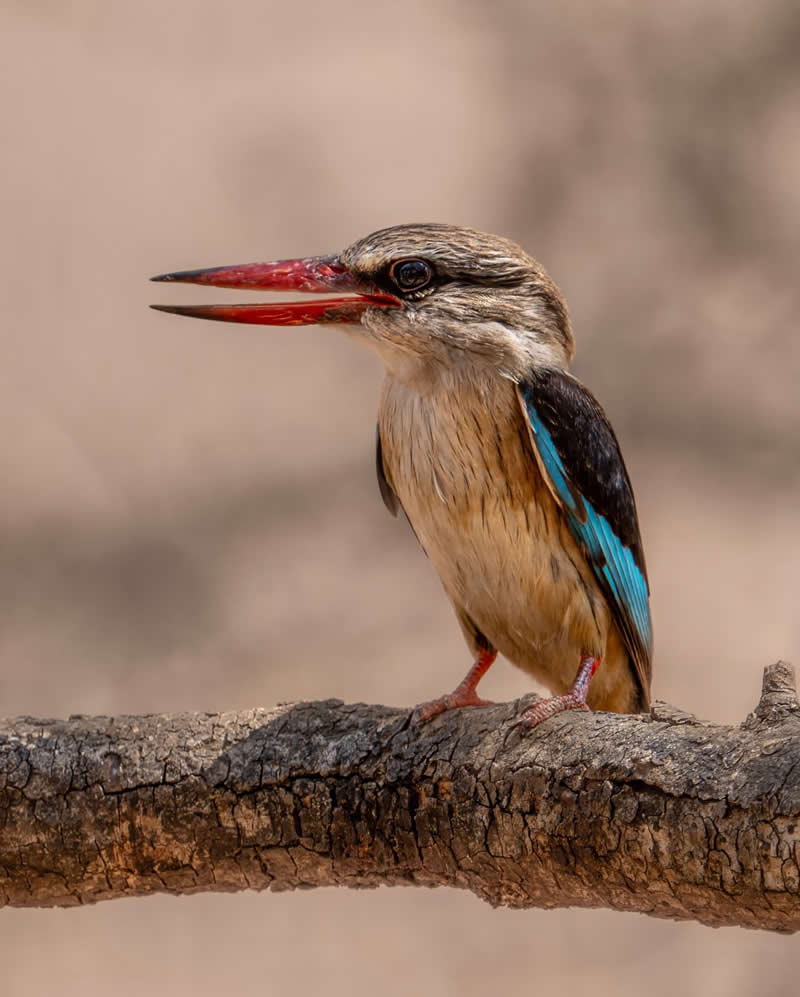 Canada Bird Photography by Jared Vander Meer