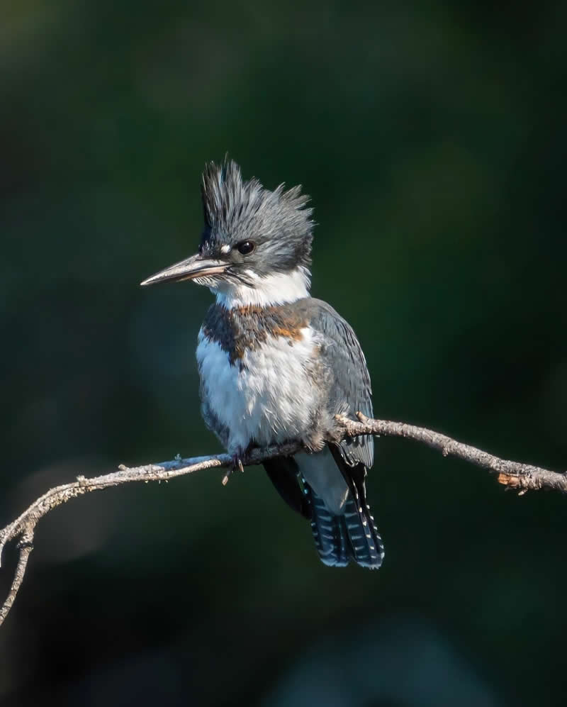 Canada Bird Photography by Jared Vander Meer