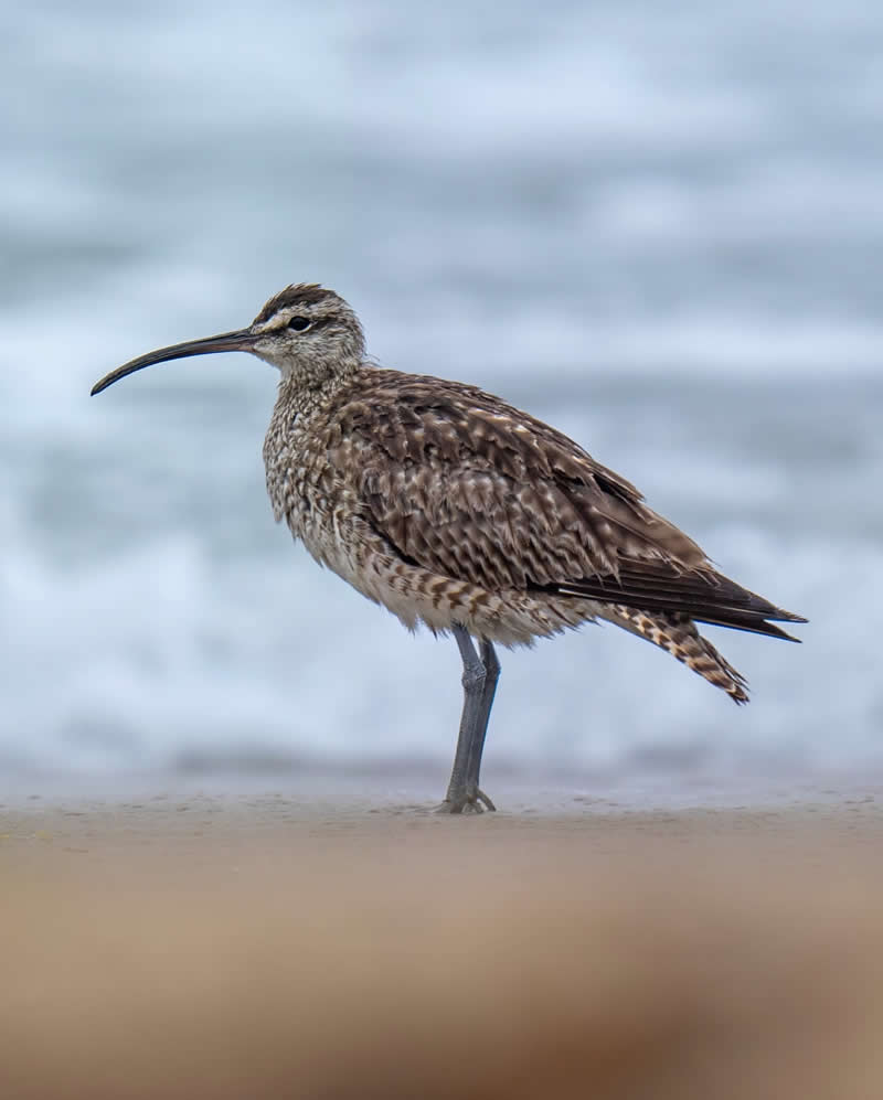 Canada Bird Photography by Jared Vander Meer