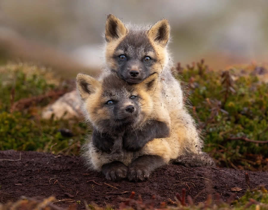 2024 Canadian Photos of the Year Competition Winners