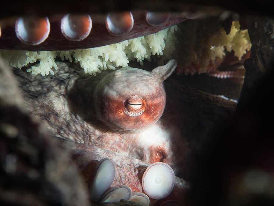 2024 Canadian Photos of the Year Competition Winners