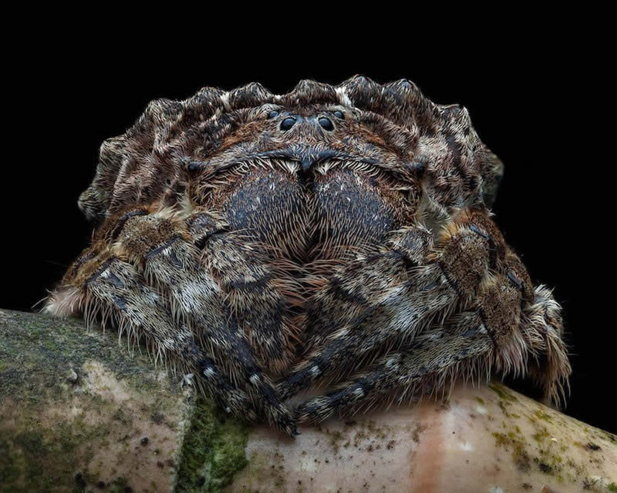 Close-Up Photographer Of The Year 2024 Winners