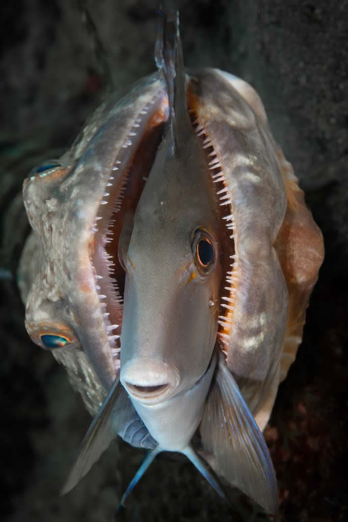 Close-Up Photographer Of The Year 2024 Winners