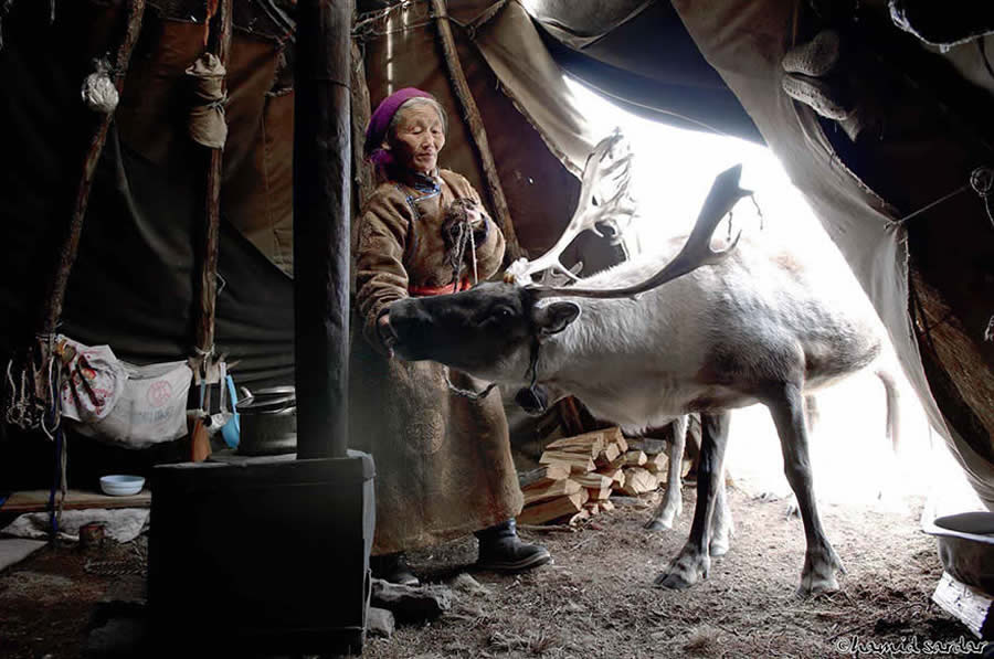 The Everyday Life of the Reindeer People Living in Mongolia by Hamid Sardar-Afkhami