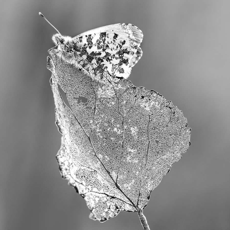 Award-Winning Black and White Photos From The Garden Photographer Of The Year