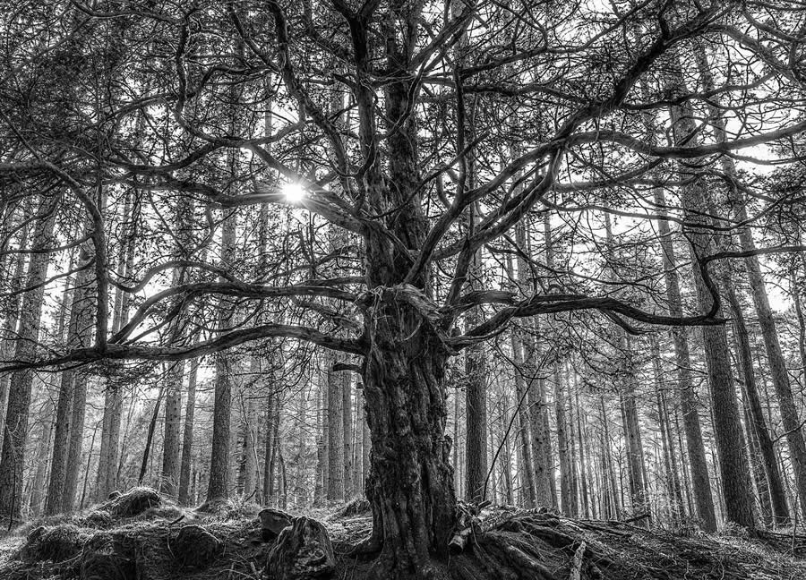 Award-Winning Black and White Photos From The Garden Photographer Of The Year