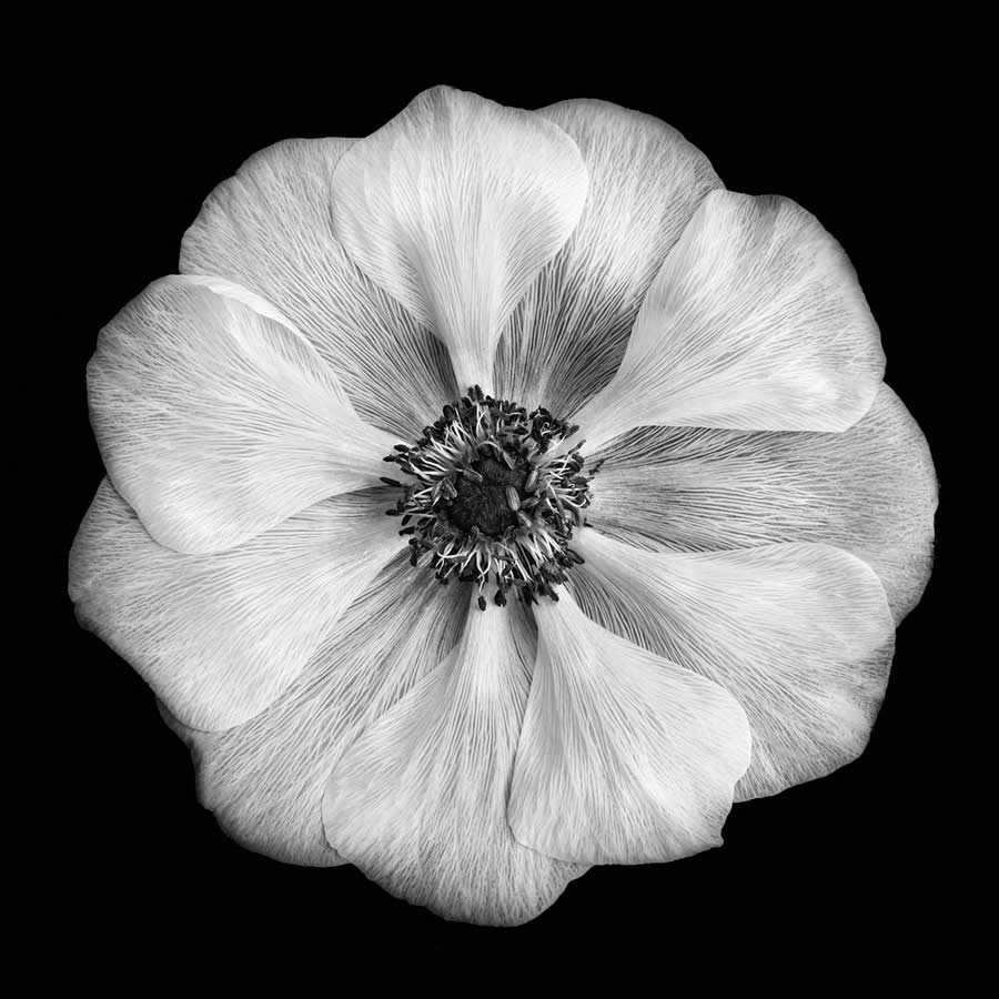 Award-Winning Black and White Photos From The Garden Photographer Of The Year