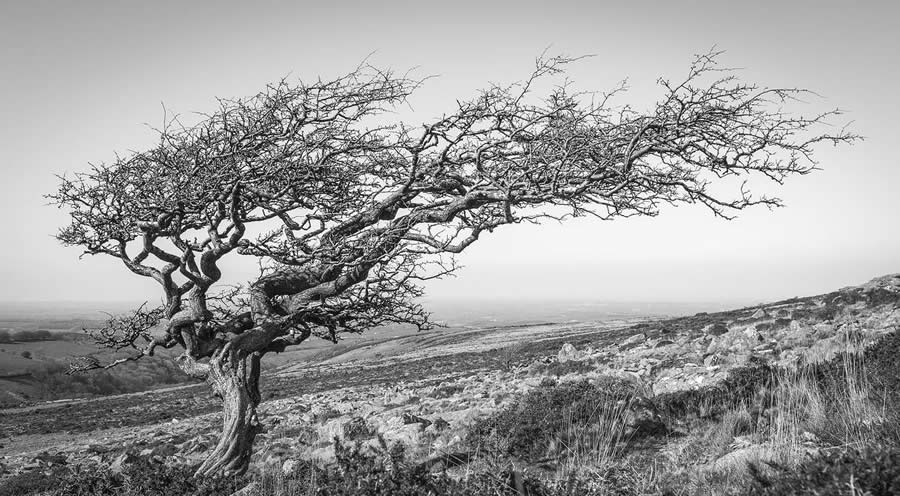 Award-Winning Black and White Photos From The Garden Photographer Of The Year