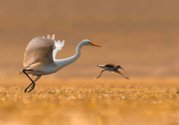 Beautiful Bird Photos by Indian Bird Photographers