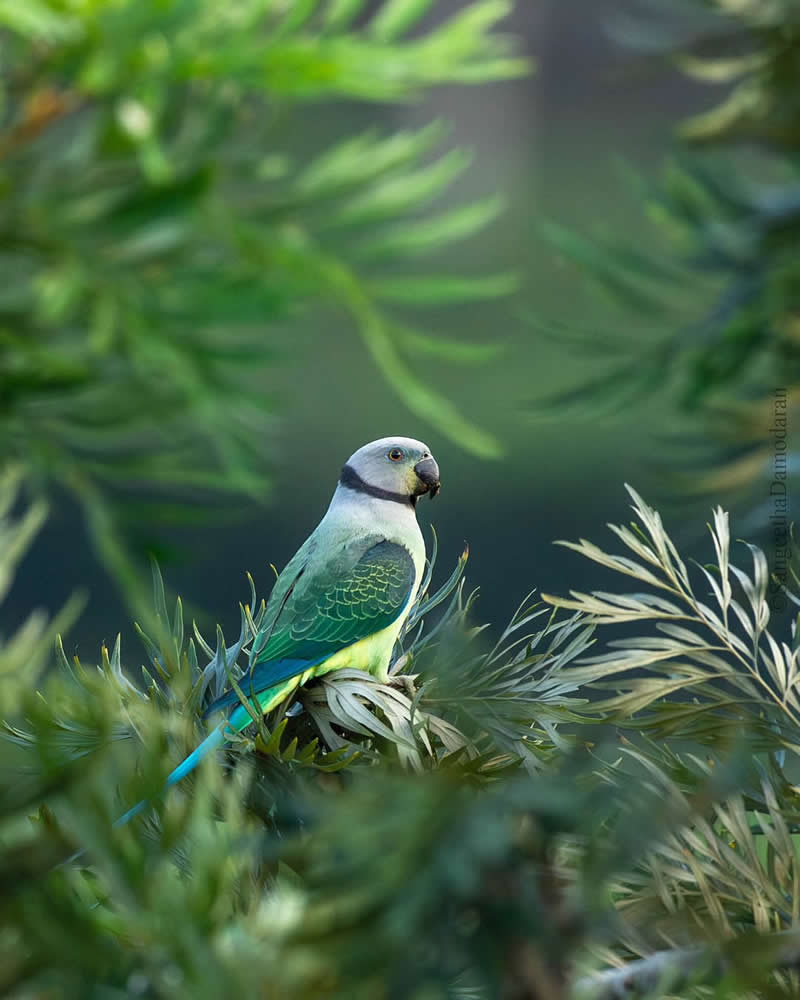 Inspiring Indian Bird Photography Gallery