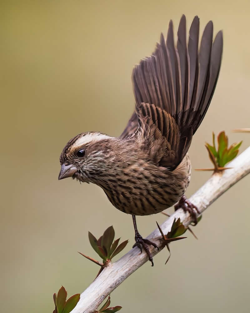 Inspiring Indian Bird Photography Gallery