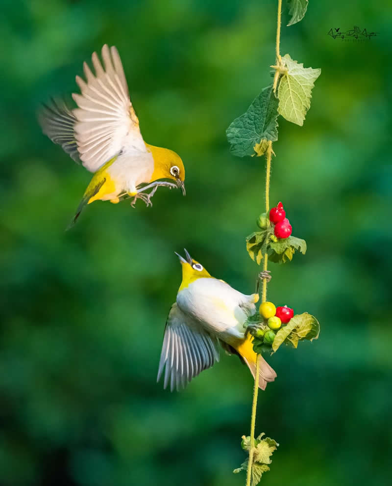 Inspiring Indian Bird Photography Gallery