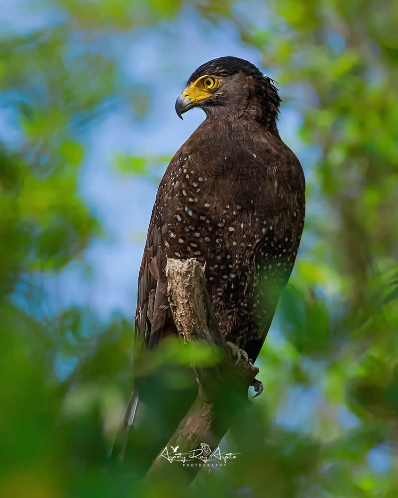 Inspiring Indian Bird Photography Gallery