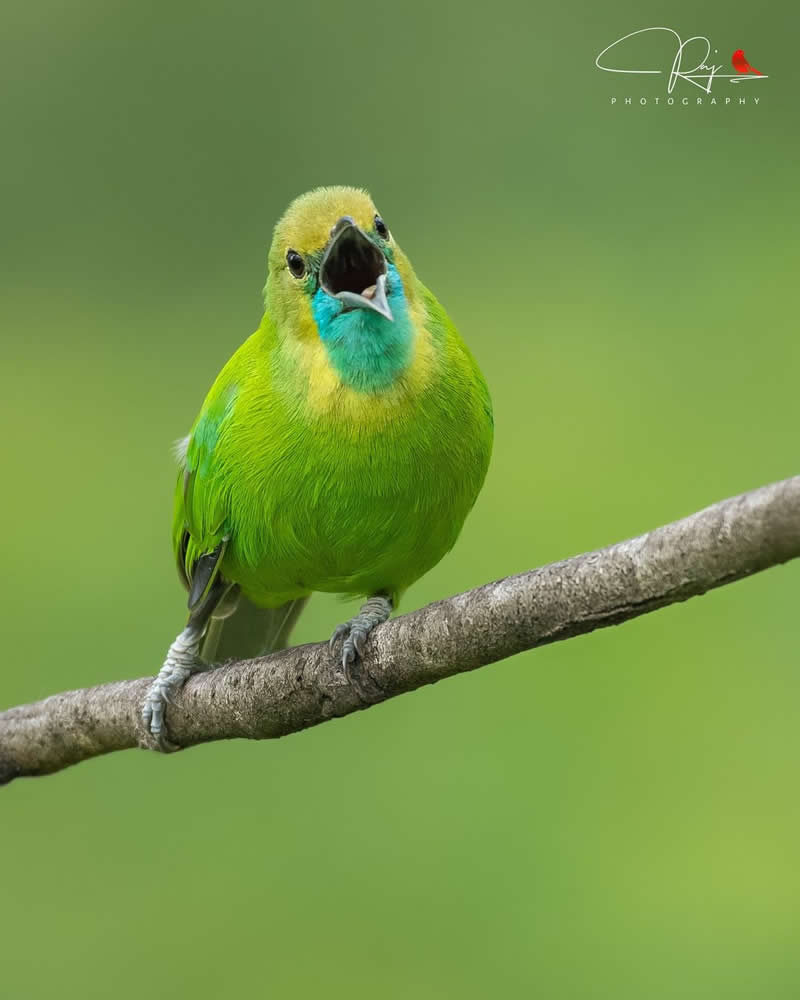 Inspiring Indian Bird Photography Gallery