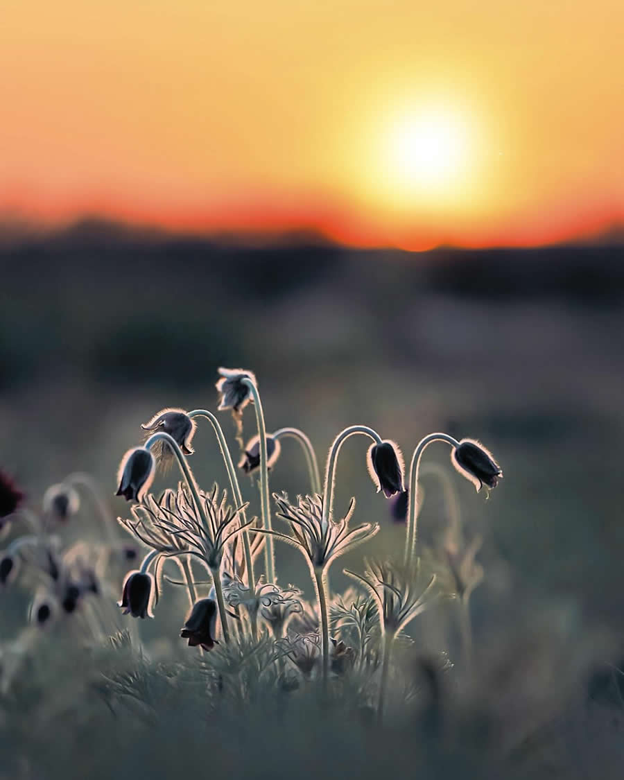 Macro Photography by Maryna Sydorenko