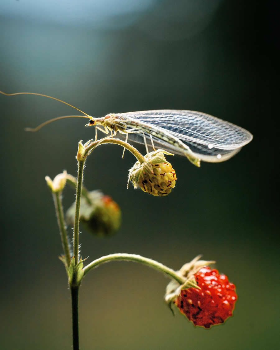 Macro Photography by Maryna Sydorenko