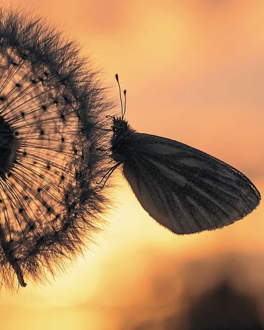 Macro Photography by Maryna Sydorenko