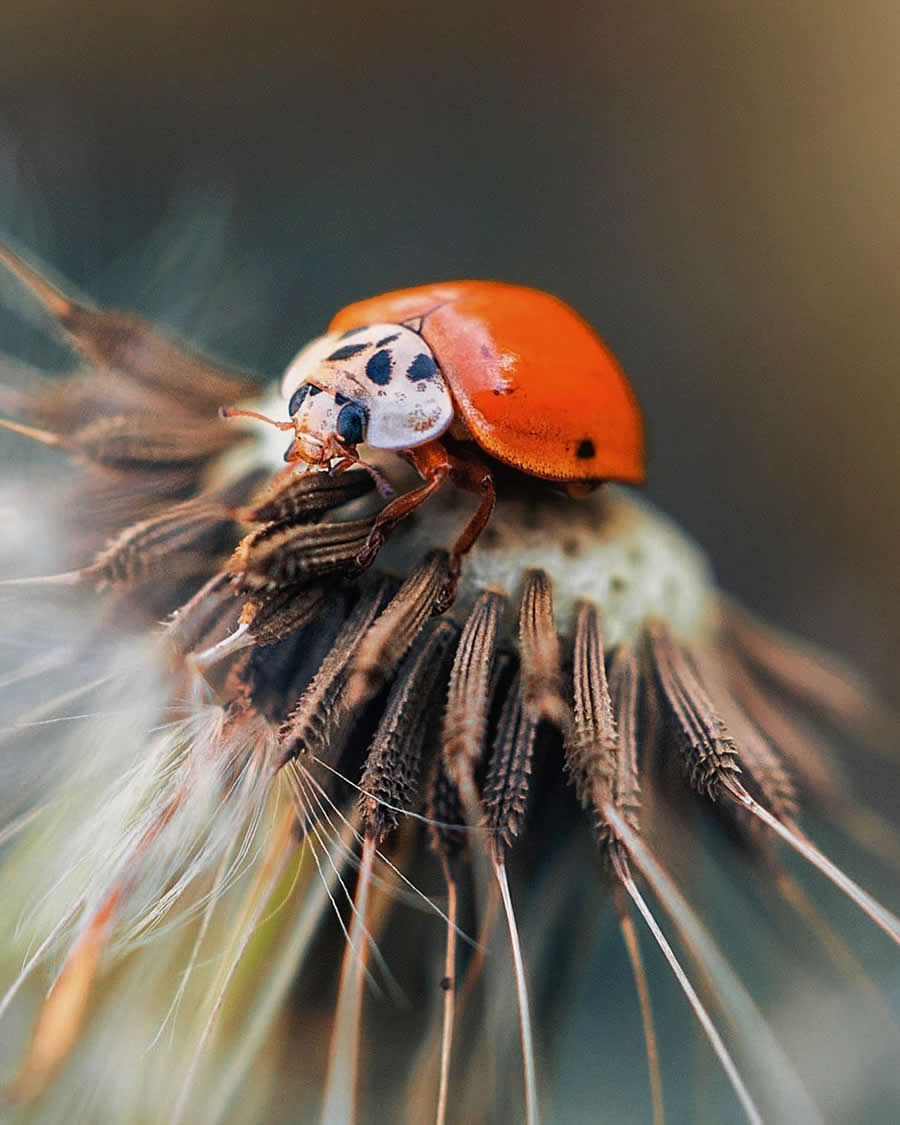 Macro Photography by Maryna Sydorenko