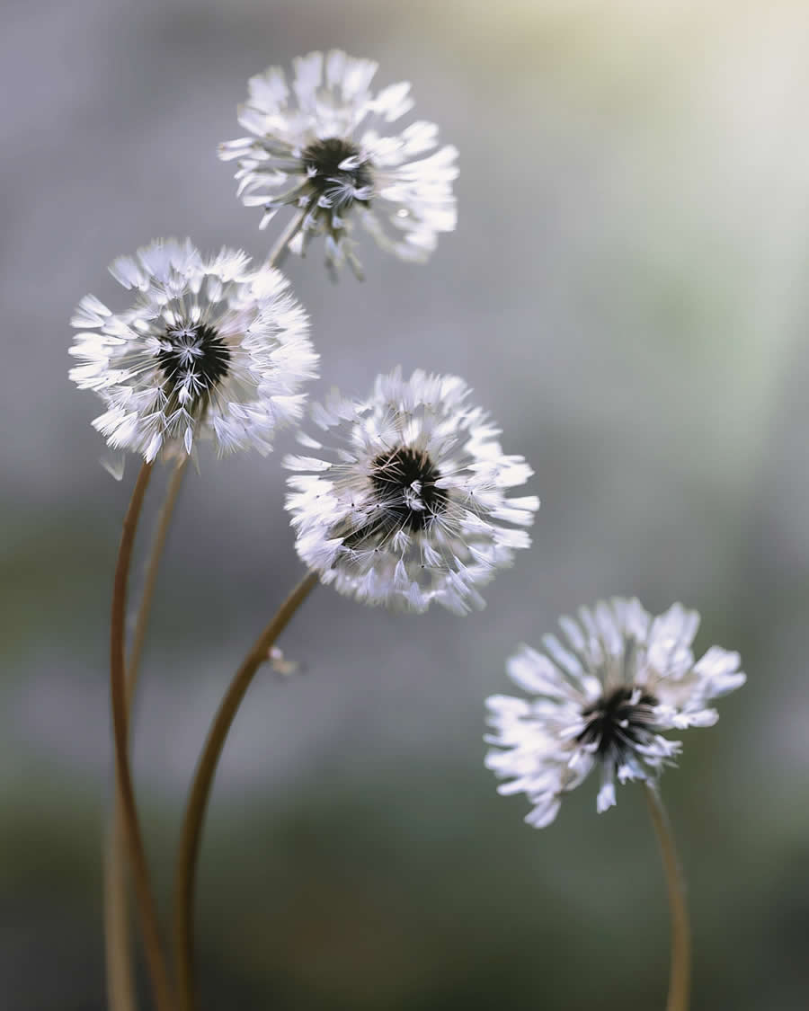 Macro Photography by Maryna Sydorenko