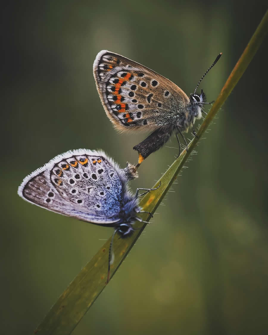 Macro Photography by Maryna Sydorenko