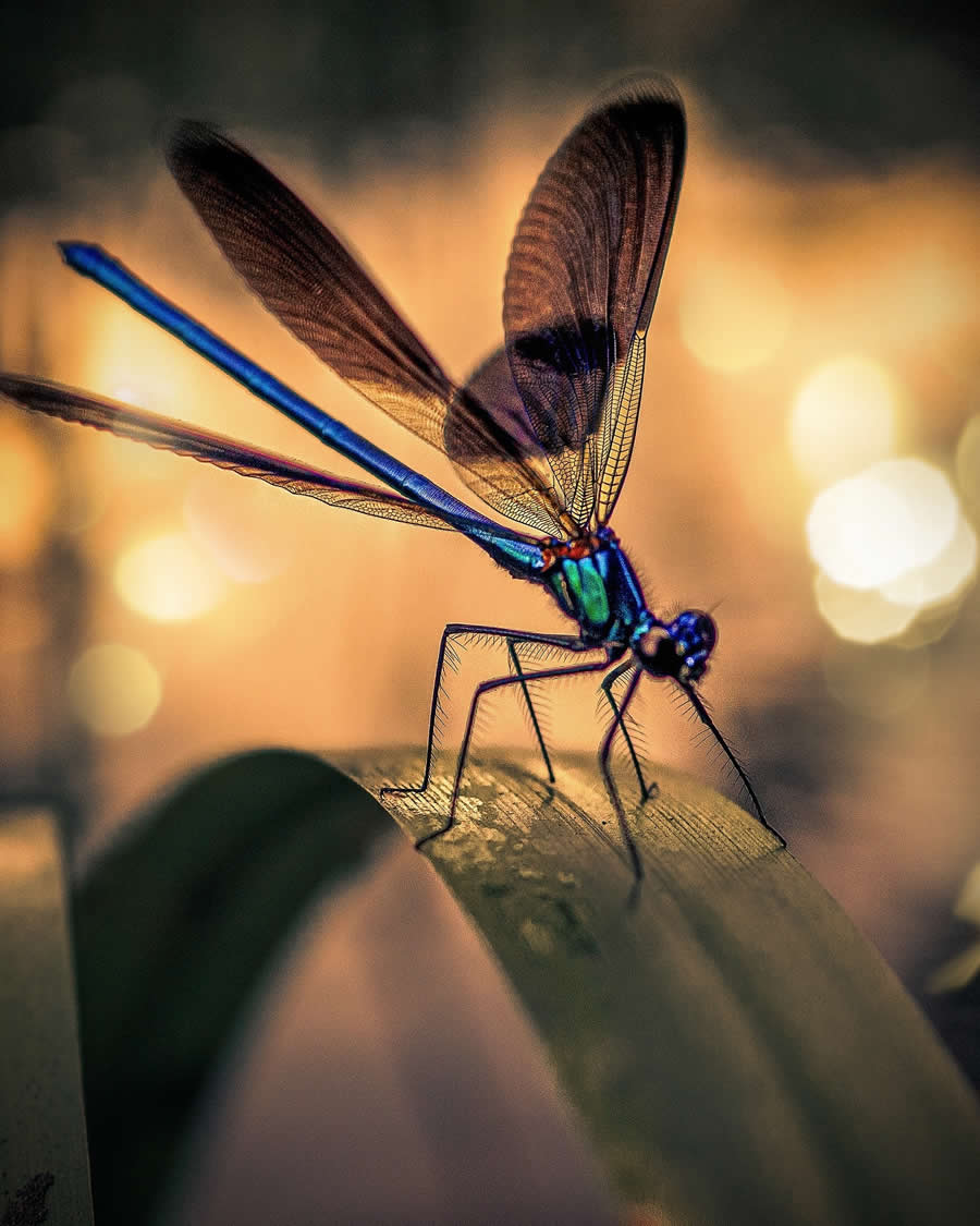 Macro Photography by Maryna Sydorenko