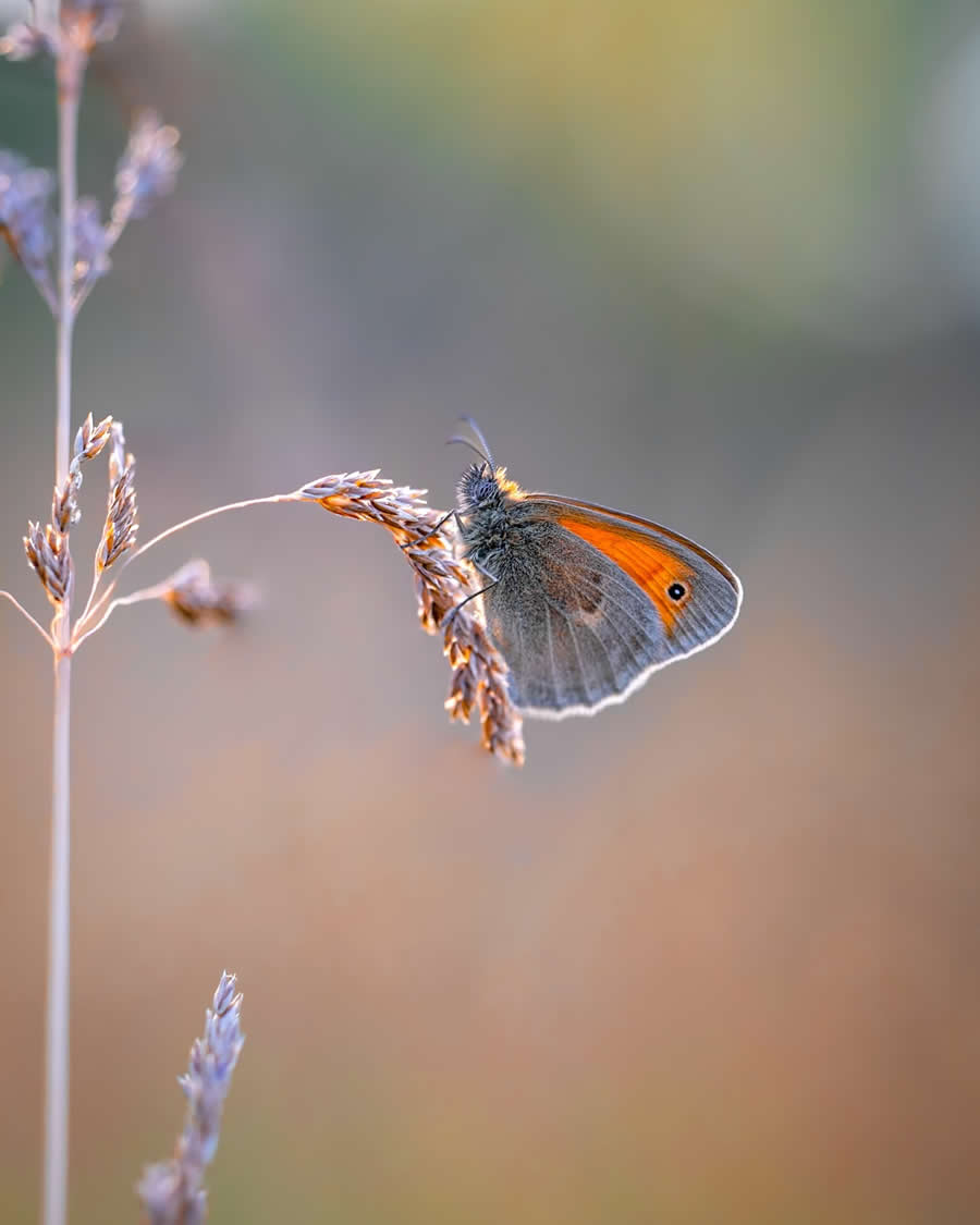 Macro Photography by Maryna Sydorenko