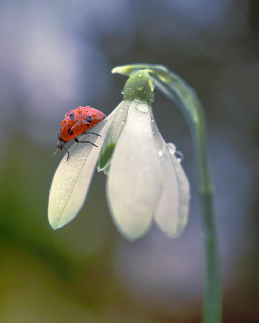 Macro Photography by Maryna Sydorenko