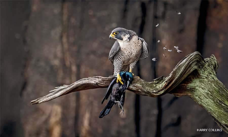 National Wildlife Photo Contest Winners