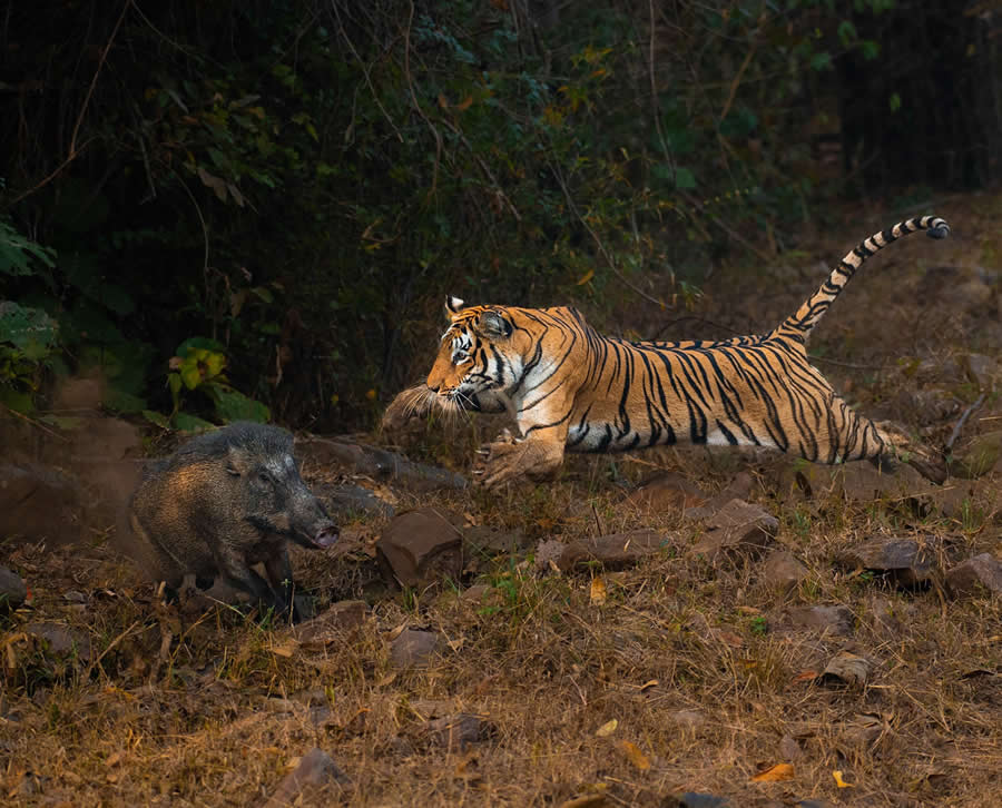 Nature InFocus Photography Awards 2024 Winners