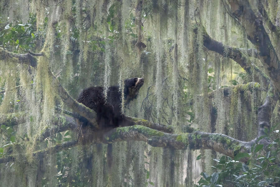 Nature InFocus Photography Awards 2024 Winners