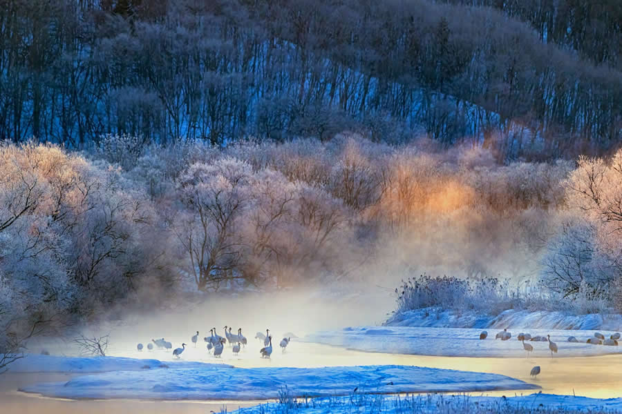 Nature InFocus Photography Awards 2024 Winners