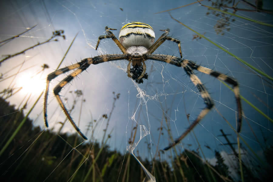 Nature InFocus Photography Awards 2024 Winners