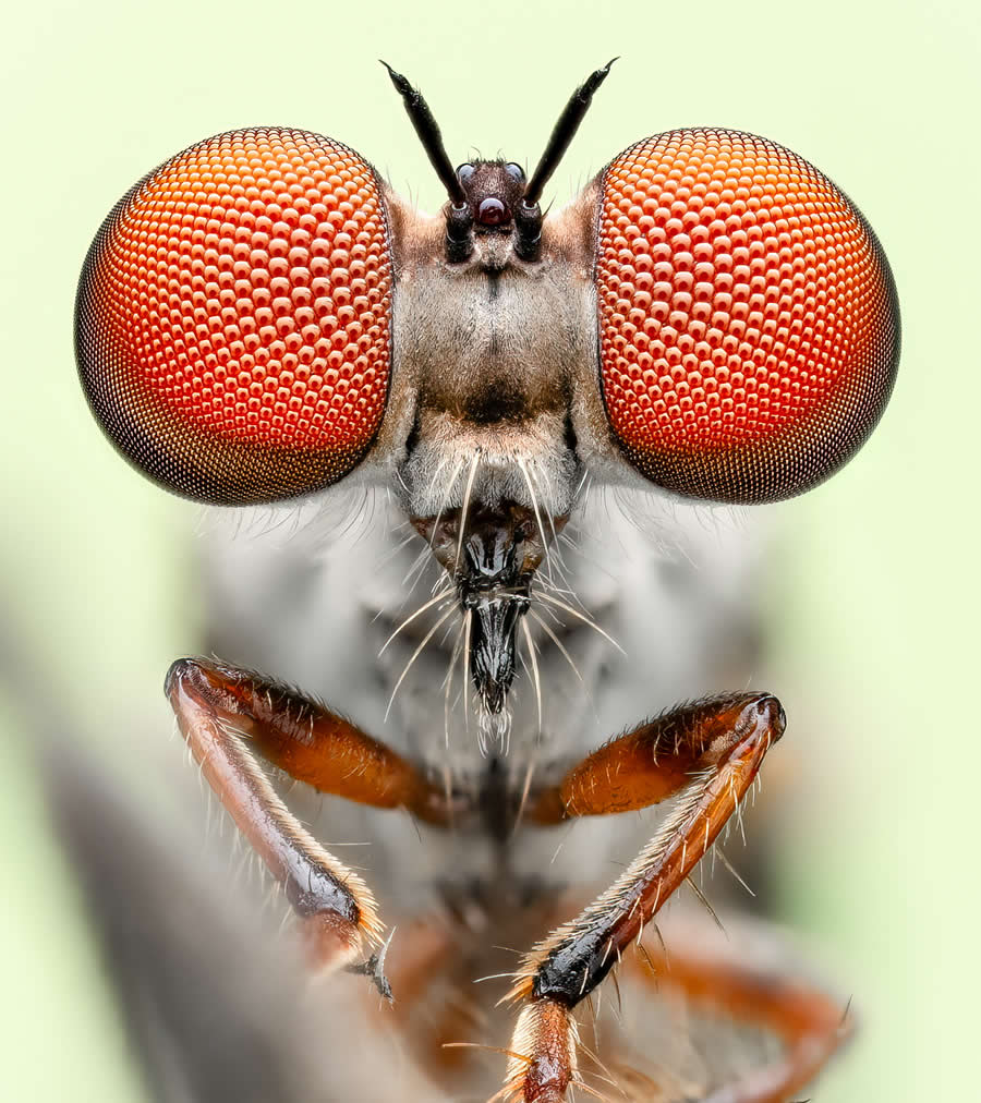 2024 Royal Entomological Society Photography Contest Winners