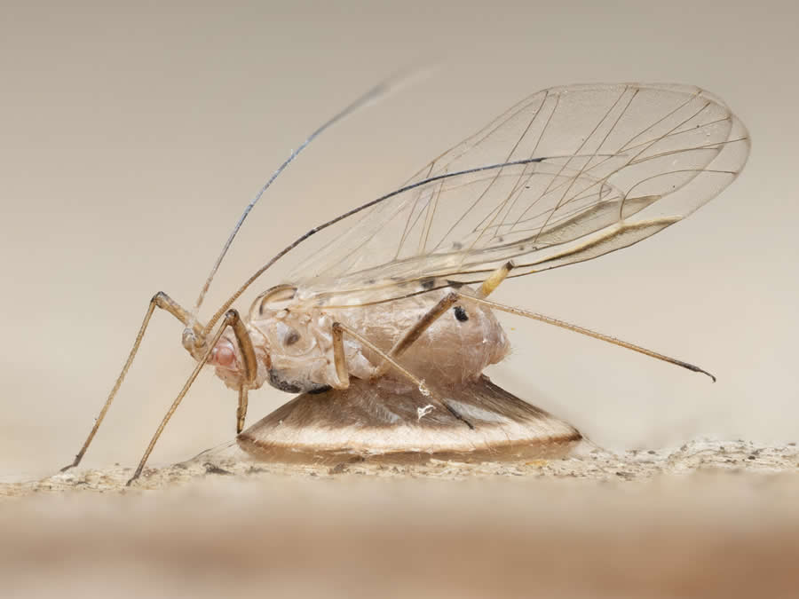 2024 Royal Entomological Society Photography Contest Winners