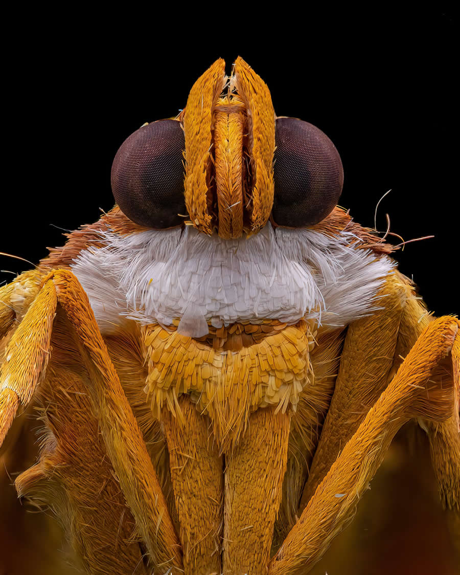 2024 Royal Entomological Society Photography Contest Winners