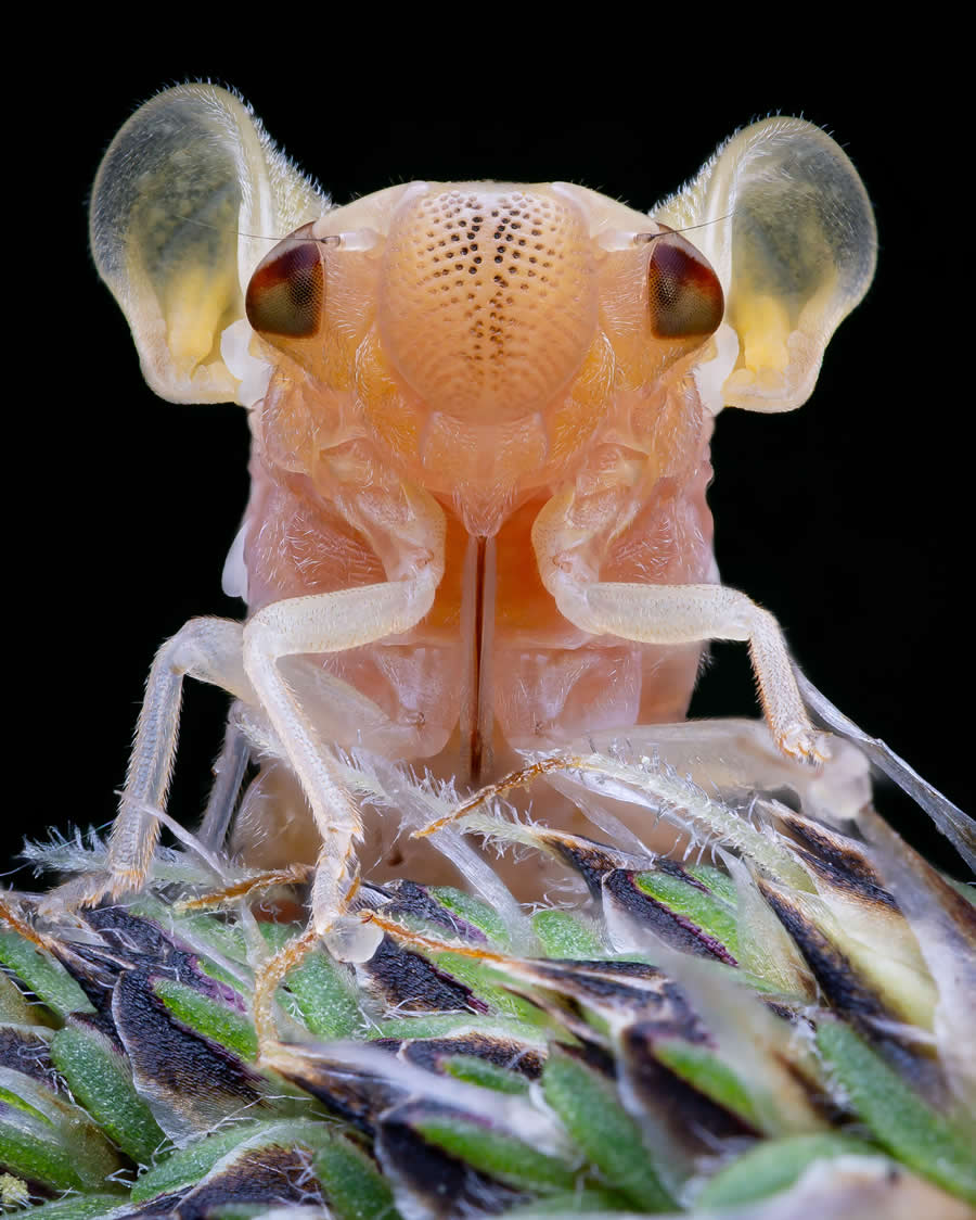 2024 Royal Entomological Society Photography Contest Winners