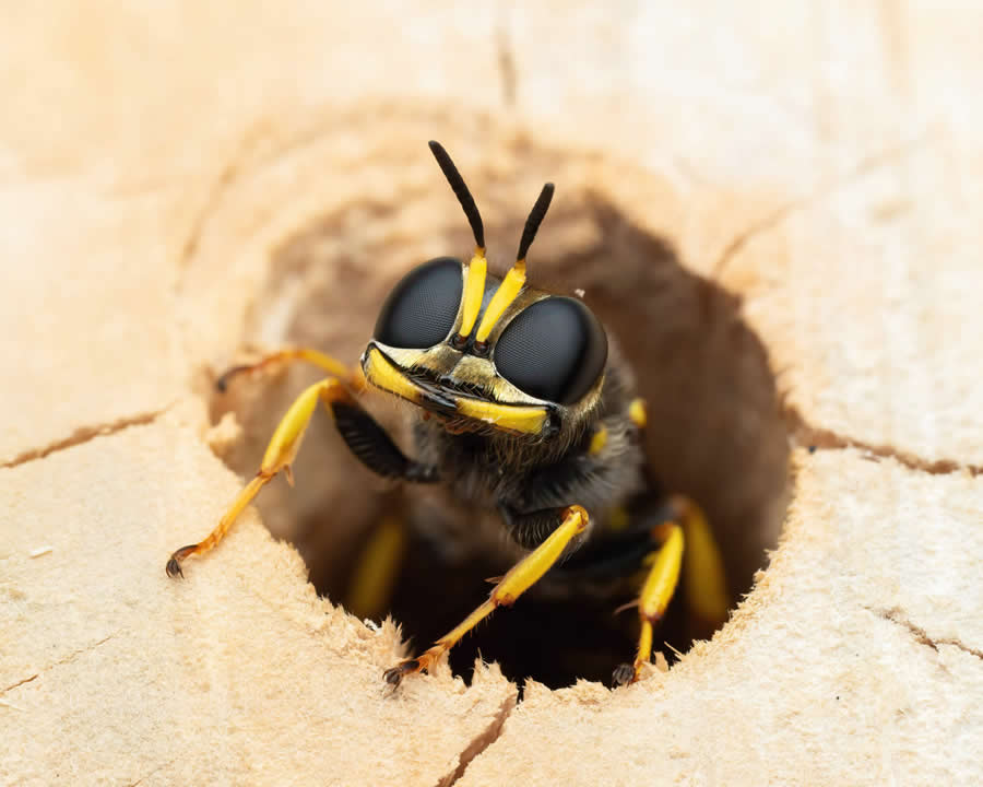 2024 Royal Entomological Society Photography Contest Winners