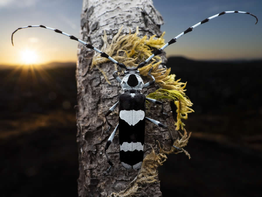 2024 Royal Entomological Society Photography Contest Winners