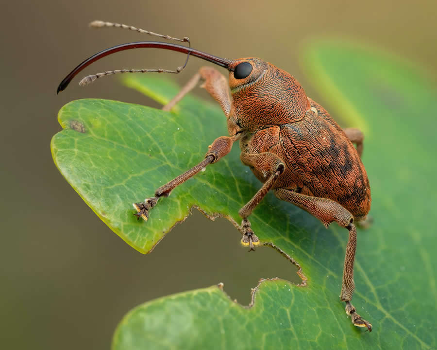 2024 Royal Entomological Society Photography Contest Winners